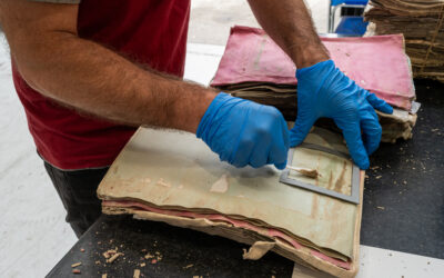 Le Muffe: Nemiche Silenziose dei Beni Archivistici e Librari